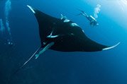 divers with manta ray