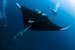 manta ray + diver